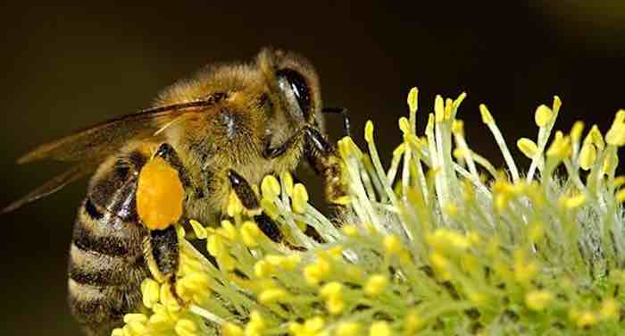The Latest Buzz on Neonicotinoids