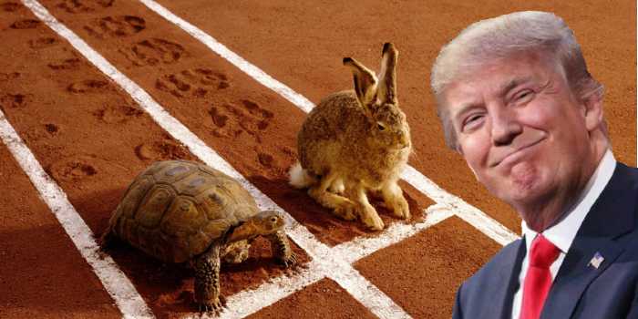 Mr. President, for once be the Tortoise, not the Hare - An open letter to Donald Trump