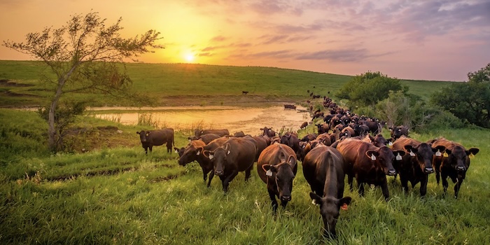 When the Cows Come Home