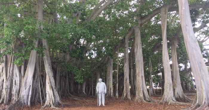 Edison’s beloved 90-year old banyan tree