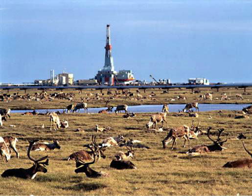 Caribou and Oil Drilling