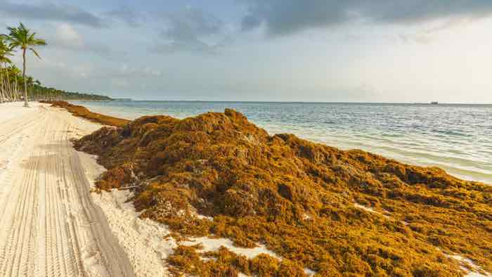 Algae cleared from Caribbean beaches can power hotels