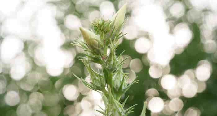 A botanical cure for construction's heavy carbon emissions - Vimarsana News