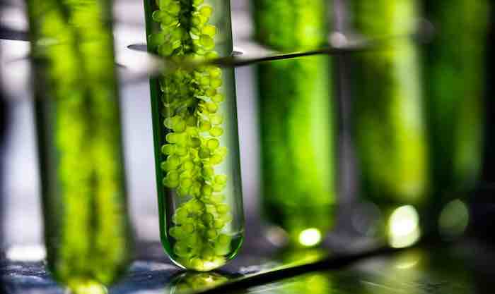 Israelis at the forefront of fast-growing algae market