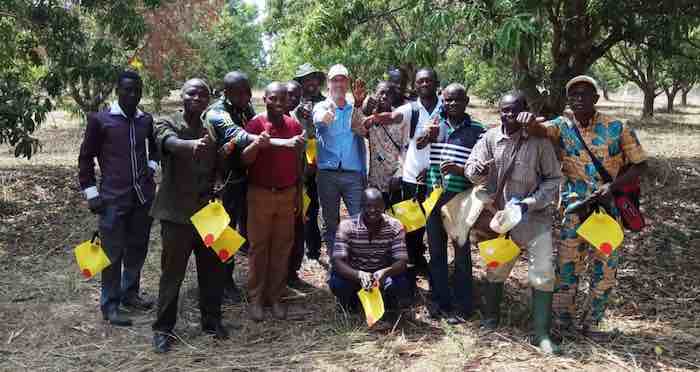 Israeli fruit-fly lure helps save Togo’s mango crop