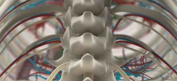 New study offers hope of recovery from spinal-cord injury