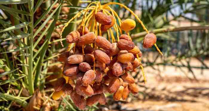 Scientists grow fresh dates from a 6th BC seed