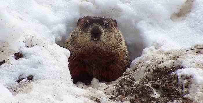 A Mid-Winter Special -- Groundhog Musings 
