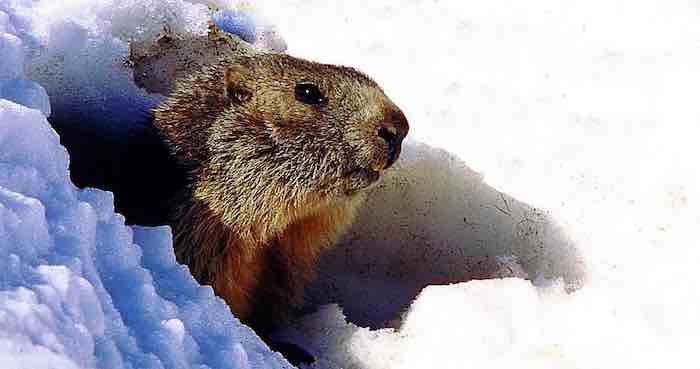 Punxsutawny Phil's urgent Reply to his Cousin Wiarton Willie in Canada