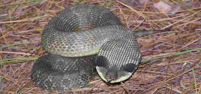 Puff adder, Eastern Hognose Snake