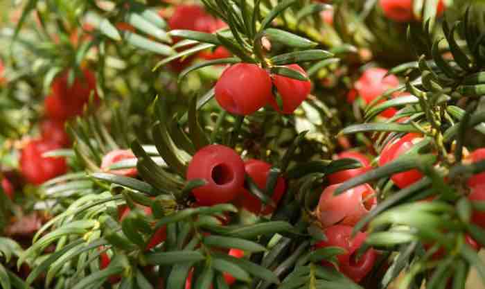 A Yew for You