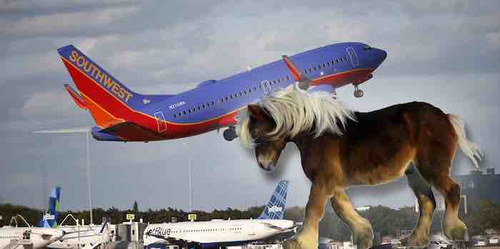Relax everyone, you can still take your horse on the plane