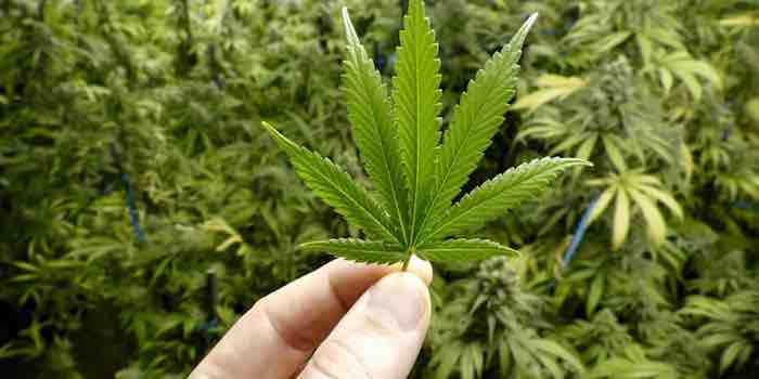 The Lowdown On Getting High In Canada, Legal Marijuana 