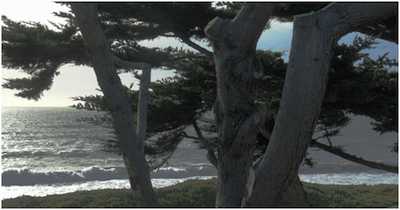 Endangered oceanfront Monterey cypress trees along Sonoma Coast