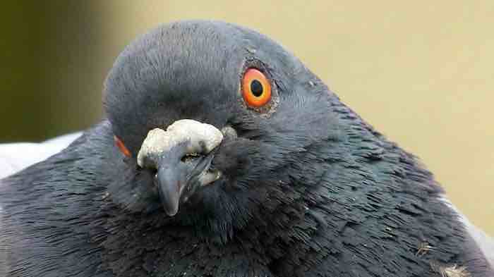 Flap Over Pigeons