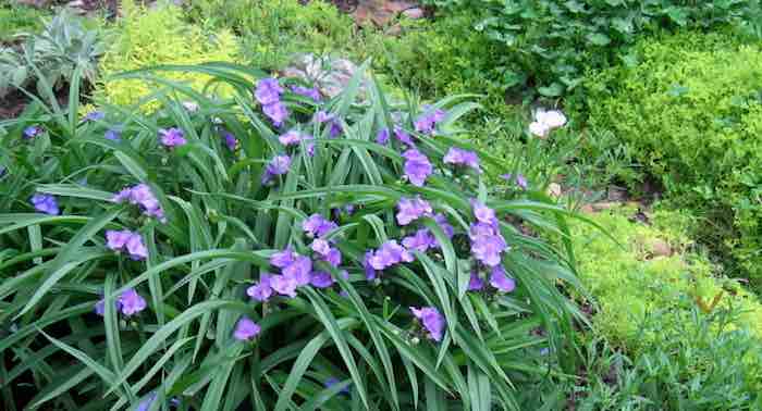 Spiderwort