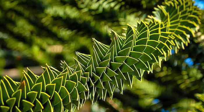 Monkey Puzzle Tree