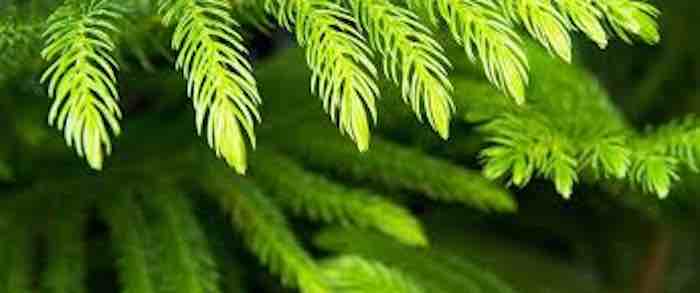 Norfolk Island Pine--Living Christmas Tree
