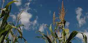 Climate Change and Corn in North Dakota