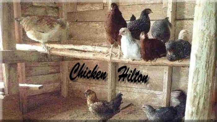 Araucana hens, CHICKEN HILTON