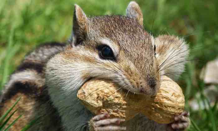 The Day Chippie Cashed In His Chips