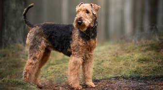 Ajax, The Attacking Airedale