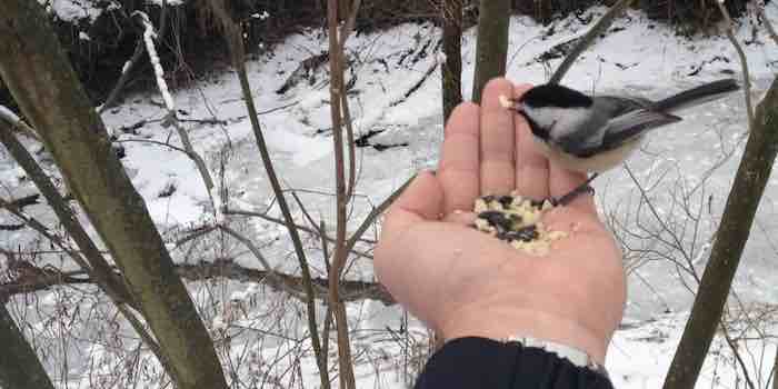 Feed the Birds