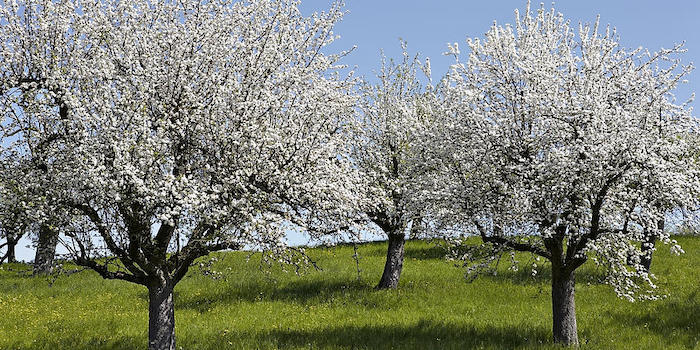 Apple trees in Bloom