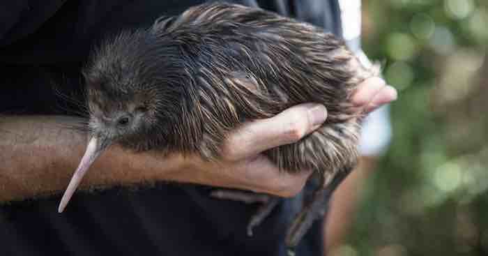 Releasing Kiwi Chick into the Wild