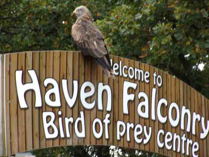 Haven Falconry