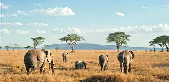 Take a Wildlife Safari in Africa Gambia, Kenya, Tanzania, Africa