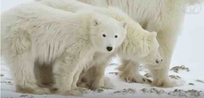 Susan Crockford: Polar Bears Keep Thriving, Alarmists Keep Pretending They're Dying