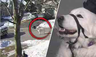 This family dog saved her owner by stopping a car for help