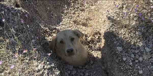 Mother dog pleads with humans to save her puppies after she is dug out from landslide in Turkey