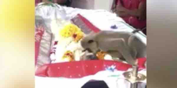 Grief-stricken wild MONKEY gives human friend who fed him every day a kiss as he tries to revive him during his funeral