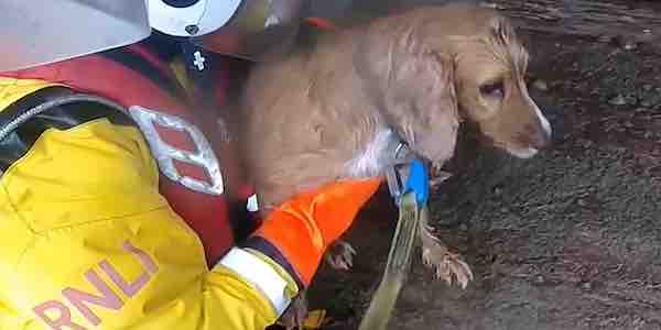 Pluckier than the average pooch! Yogi the spaniel is saved by RNLI after plunging 100ft off cliff into the sea