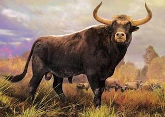 Ancient Auroch Cattle
