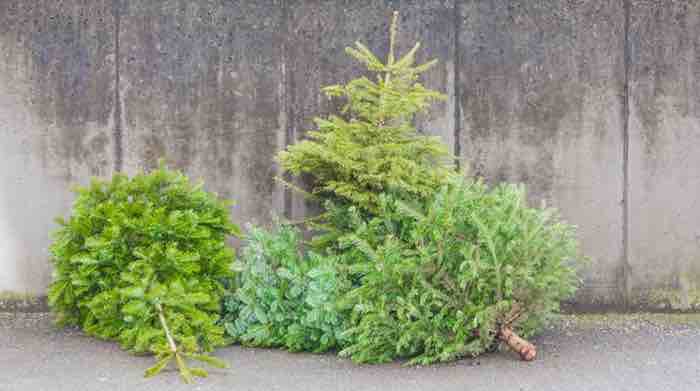 How Should You Get Rid of Your Christmas Tree?