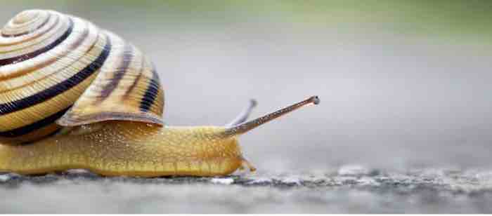 Questions We're Often Asked: Slugs as Pollinators