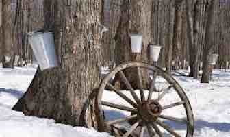March Is Maple Sugaring Time
