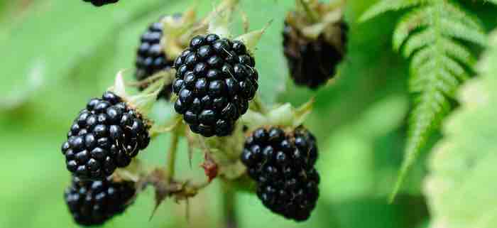 Berried Treasures - Blackberries