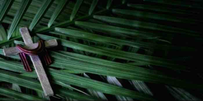 As Easter approaches, stores are filled with potted palms. Florists luxuriate in fronds of the same. For Christians, Palm Sunday as special significance as the start of Holy Week.