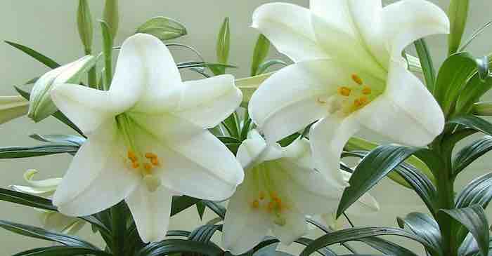 Questions We're Often Asked: Lilies by Any Name