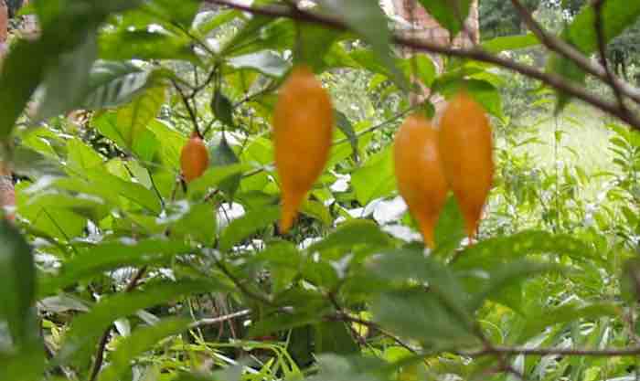 Paltrow Boosts African Hallucinogen and Aphrodisiac