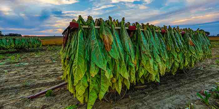 Healthy Tobacco: Rise of Biopharming