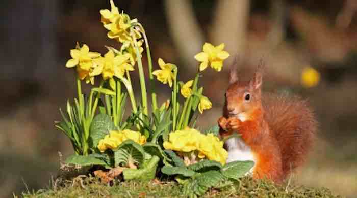 Discouraging squirrels with Daffodils