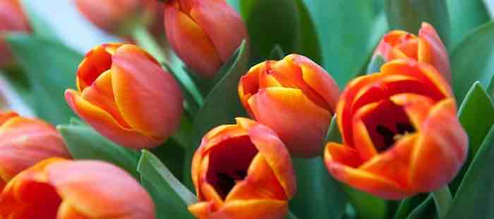 The Fathers of the Tulip Business