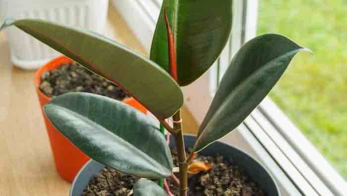 The Rubber Plant, Ficus elastica