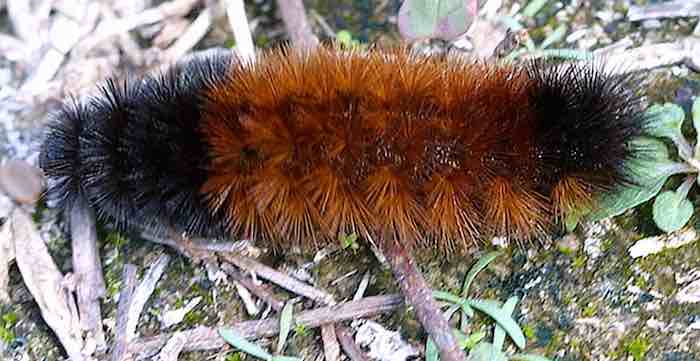 caterpillar, Isabella Tiger Moth